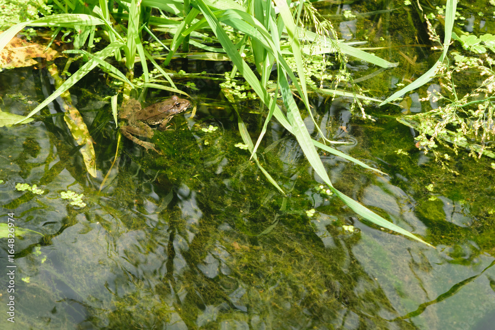 Obraz premium frog in swamp