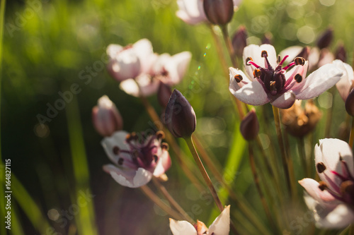 wild meadow pink flowers on morning sunlight background. Summer field background