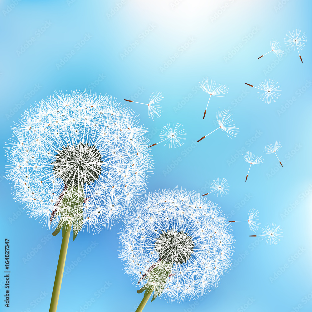 Fototapeta premium Niebieskie tło z dwoma kwiatami mniszka lekarskiego