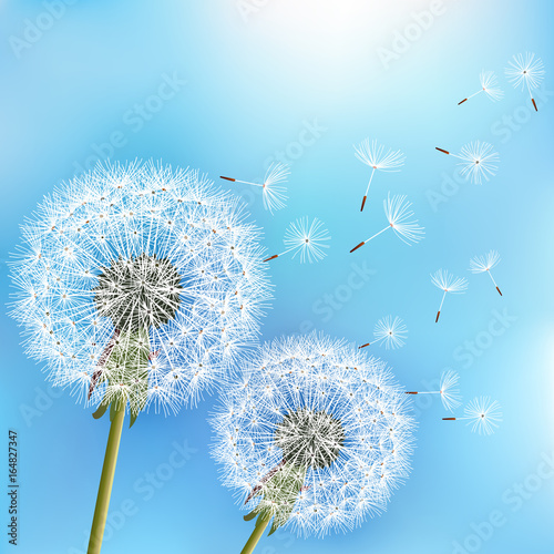 Fototapeta Naklejka Na Ścianę i Meble -  Blue background with two flowers dandelions