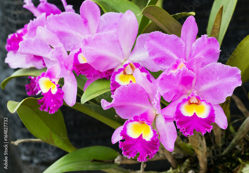 Elegant pink, yellow and white Cattleya orchids blossom in garden; close up (Catleya)