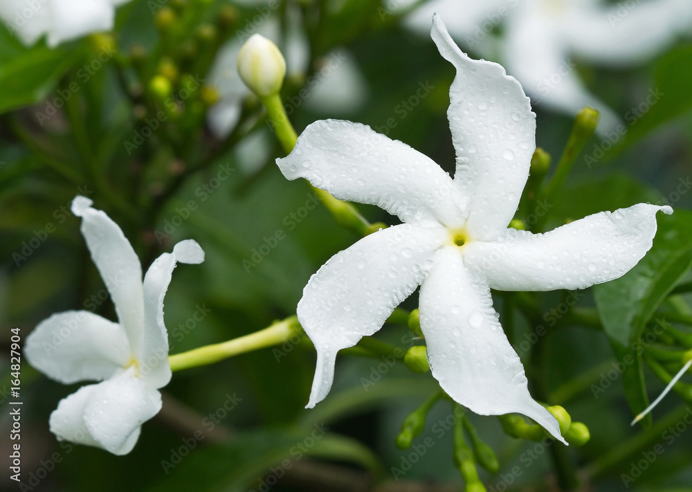 What Is Sampaguita Flower In English Home Alqu