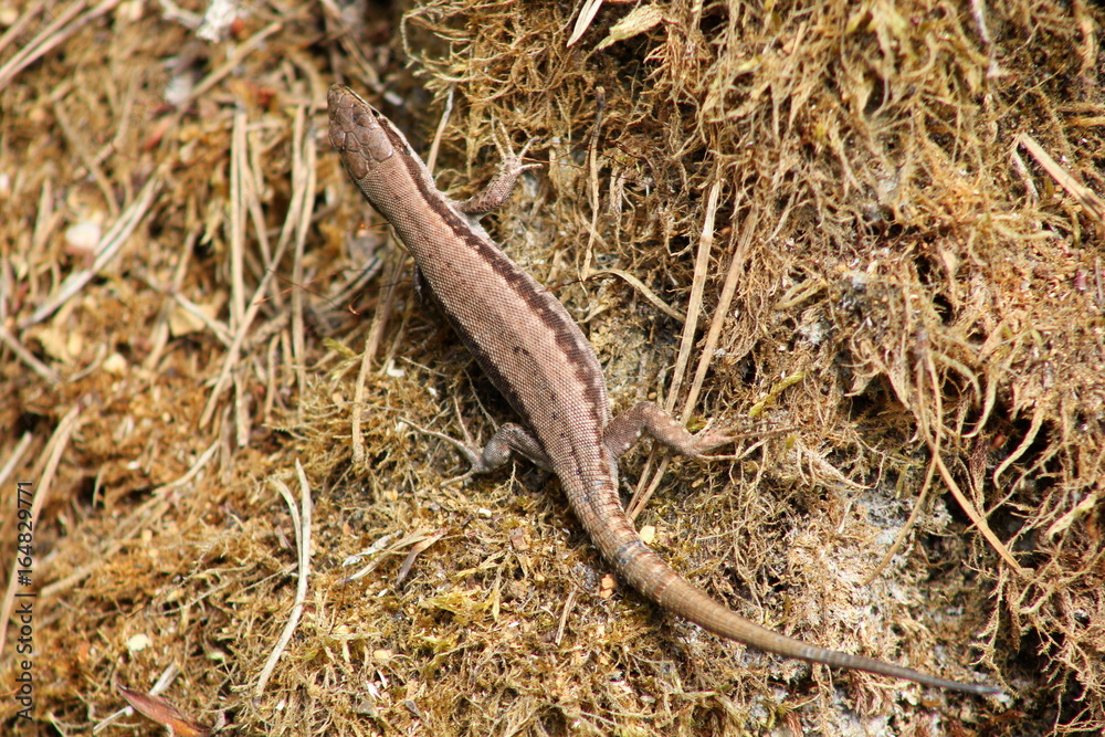 Eidechse (Waldeidechse) in der Wildnis Eidechse (Waldeidechse) in der Wildnis