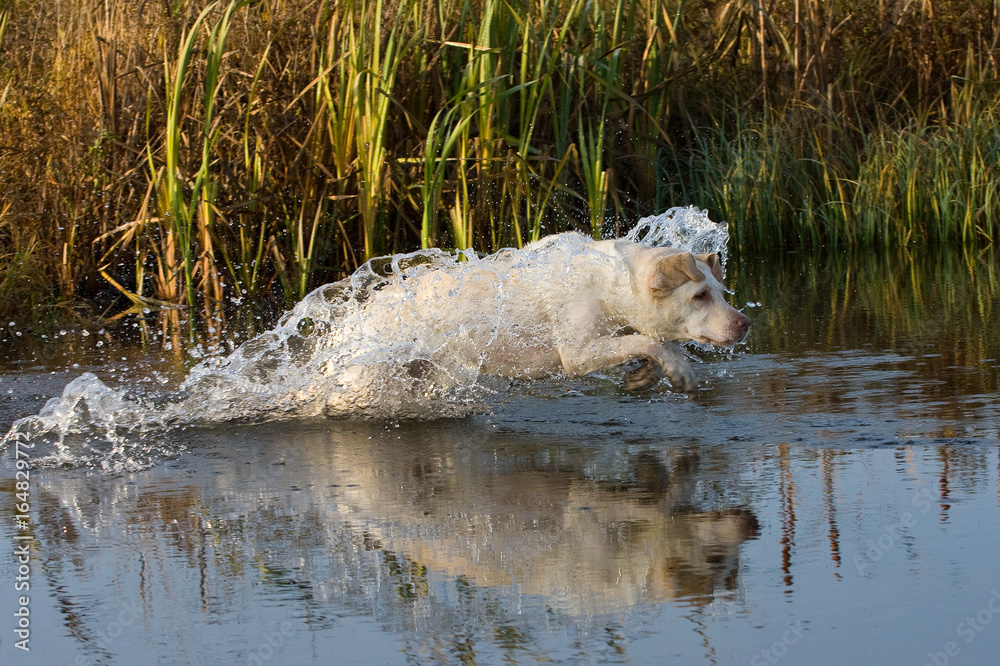 Fototapeta premium Labrador retriever