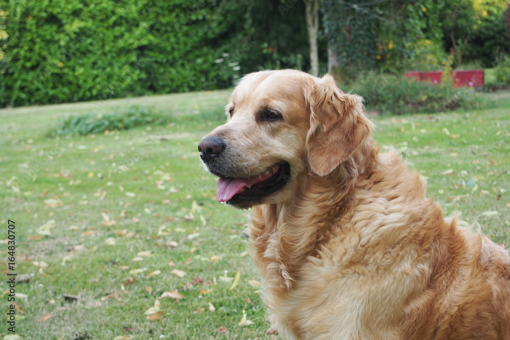Golden Retriever Golden Retriever
