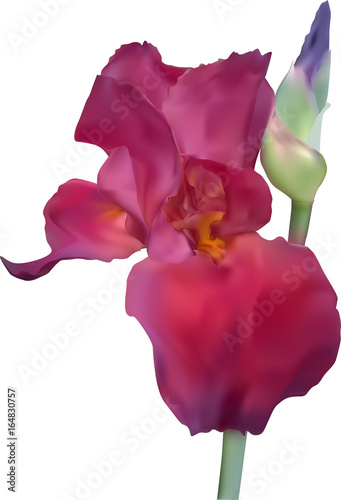 Fototapeta Naklejka Na Ścianę i Meble -  single dark pink iris isolated on white