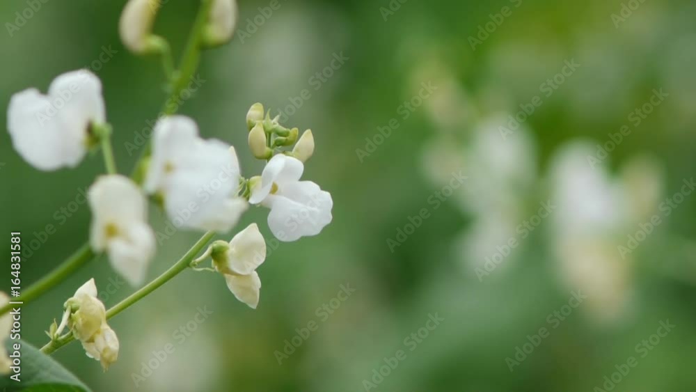 野菜畑 白花豆 野菜畑 白花豆