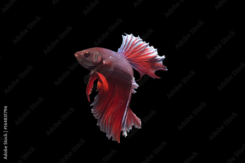 Fighting Fish of Siam Fighting Fish of Siam