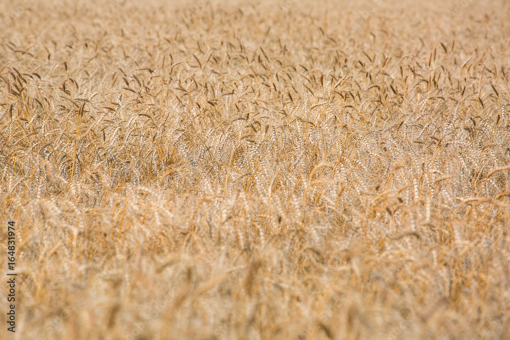 Fototapeta premium field ripe ears of wheat.