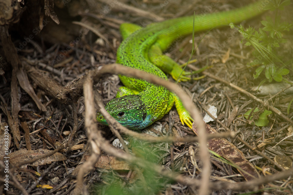 Obraz premium Lacerta Viridis