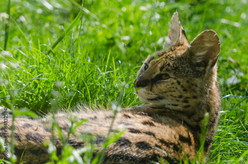 Serval photo