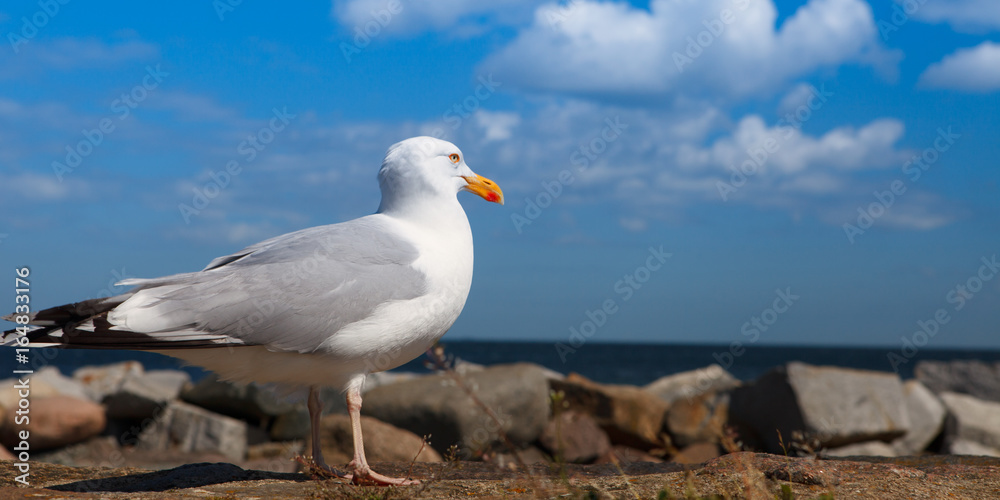 Obraz premium seagull