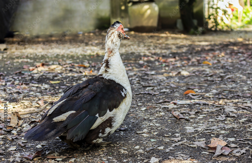 duck, background, animal, outdoor, park, nature, closeup, poultry, food, bird,