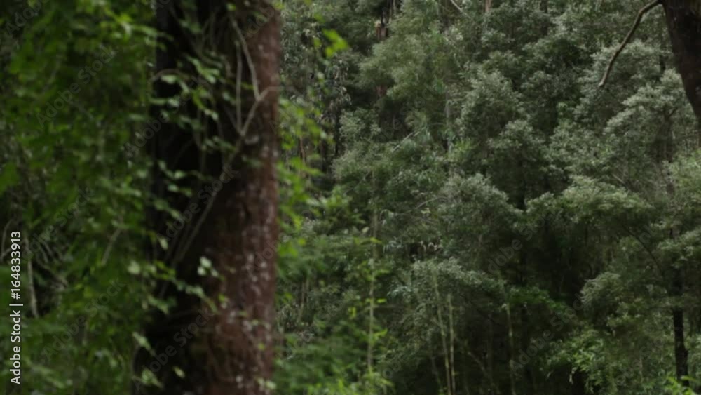 Forest trees Forest trees
