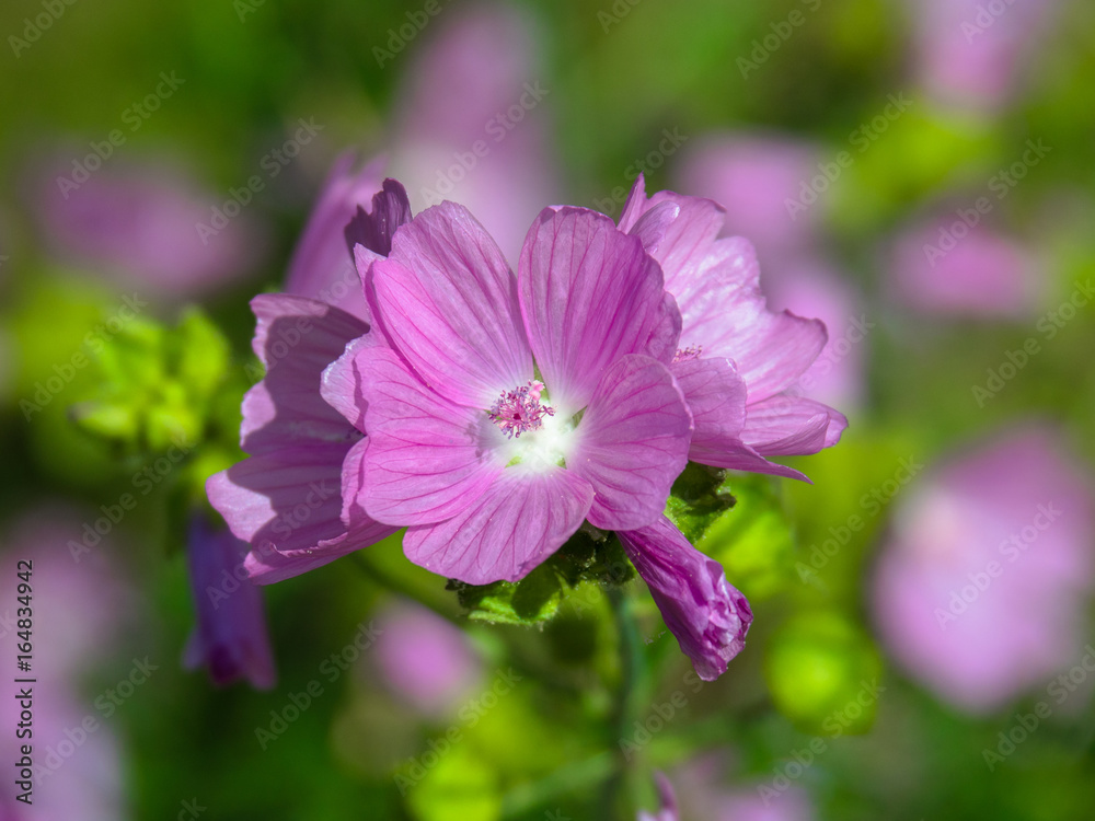 Flower Flower