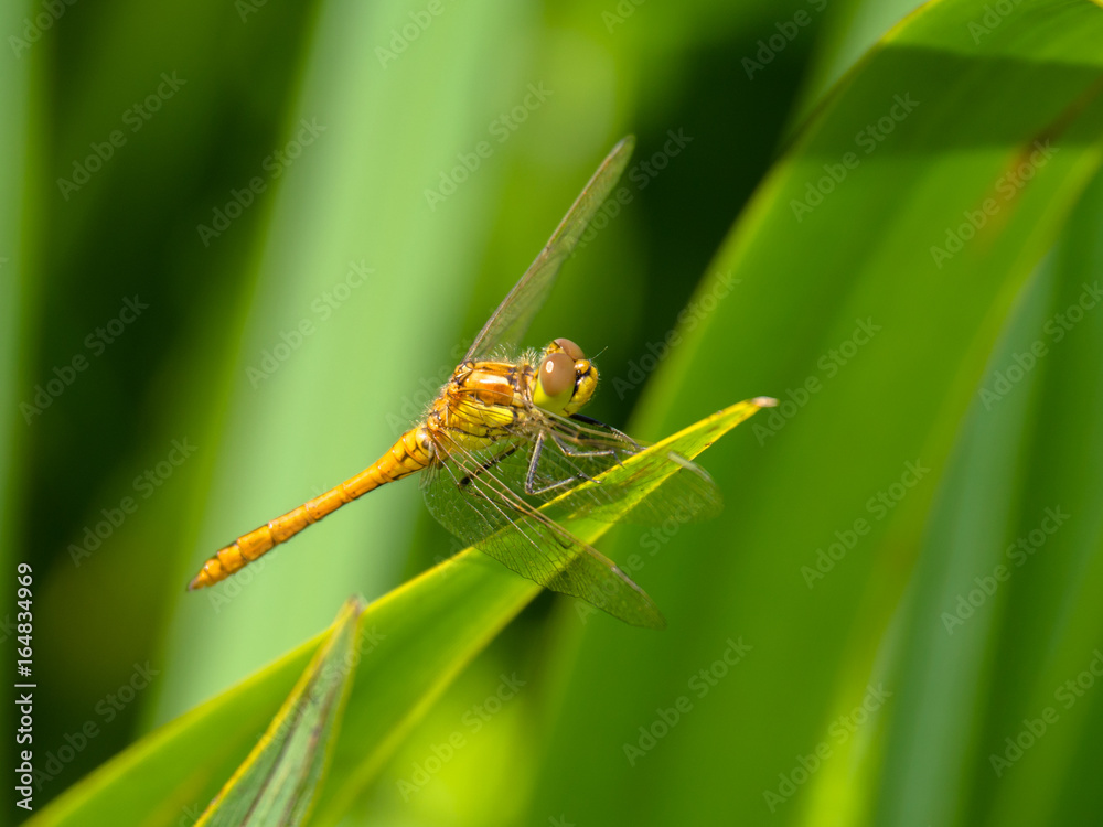 Dragonfly