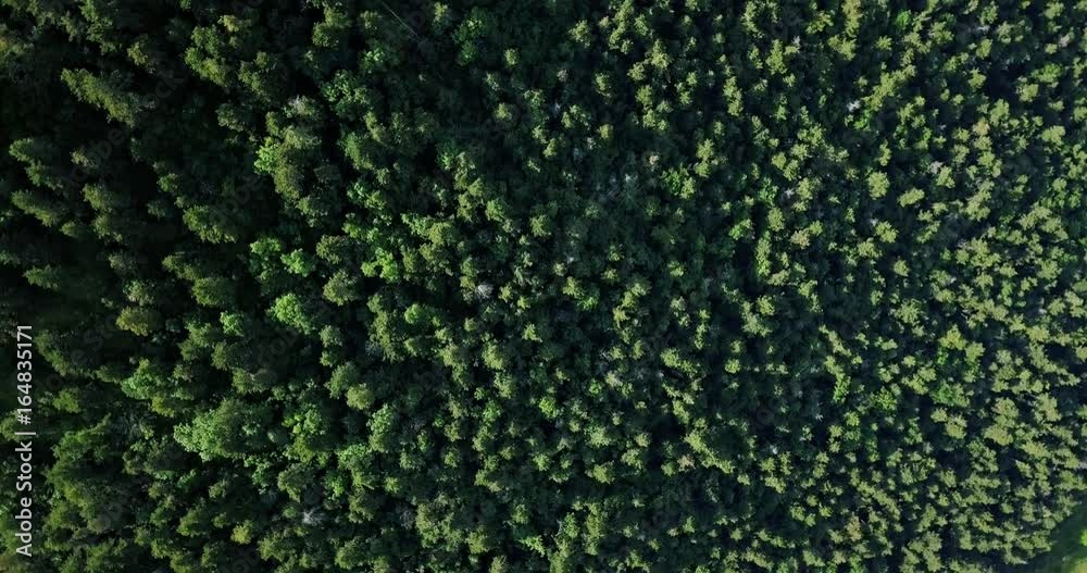 Aerial Drone Flyover View Of Large Green Forest In Summer Aerial Drone Flyover View Of Large Green Forest In Summer