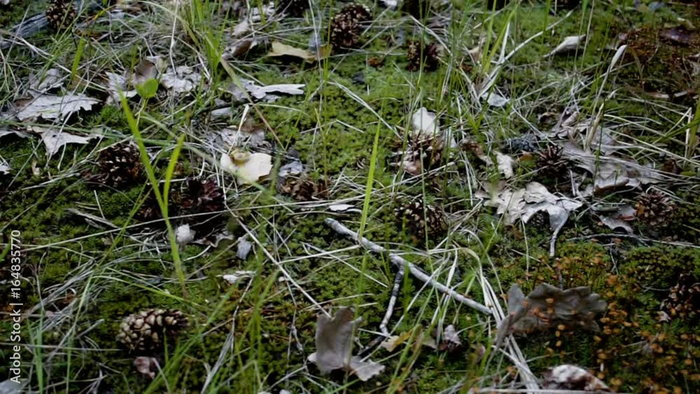 Green carpet made of moss. Forest litter of moss Green carpet made of moss. Forest litter of moss