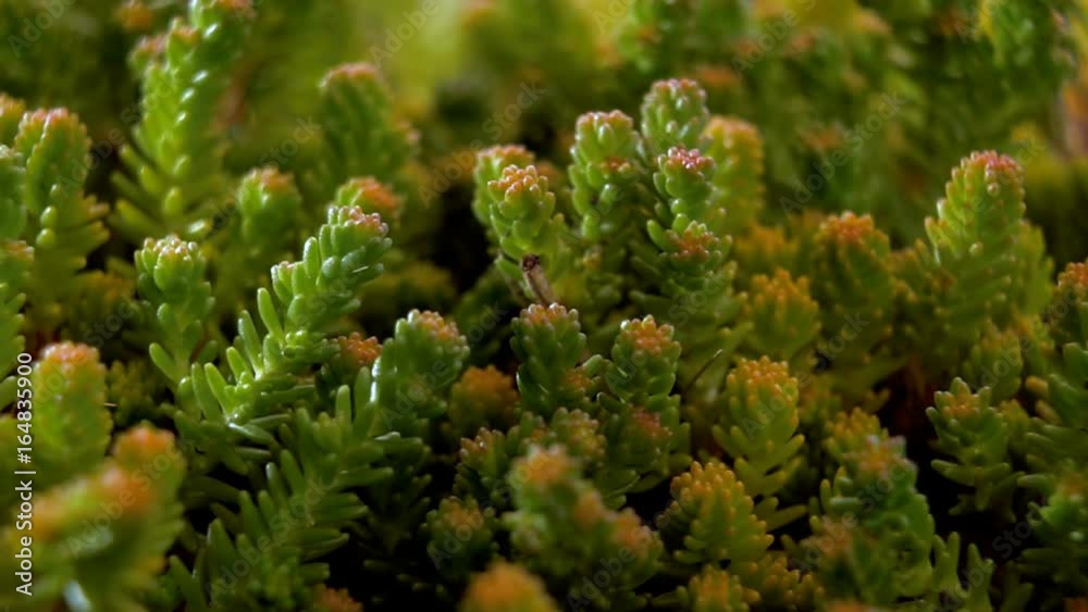 Plants without roots and flowers. Green stems of moss Plants without roots and flowers. Green stems of moss