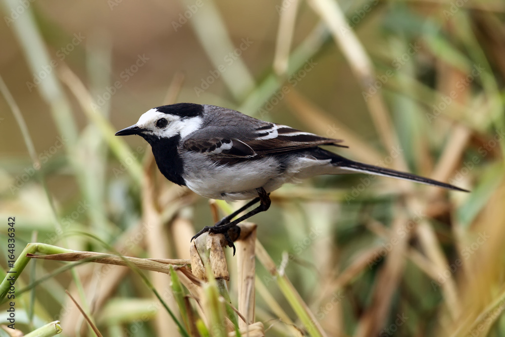 The white wagtail (Motacilla alba) sitting on the reed The white wagtail (Motacilla alba) sitting on the reed
