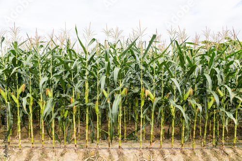 corn cob on field with drip irrigation