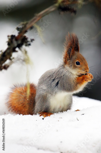 The red squirrel or Eurasian red sguirrel (Sciurus vulgaris) sitting on the snow