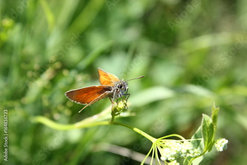 Schmetterling: oranger Dickkopffalter sitzt auf einem Grashalm