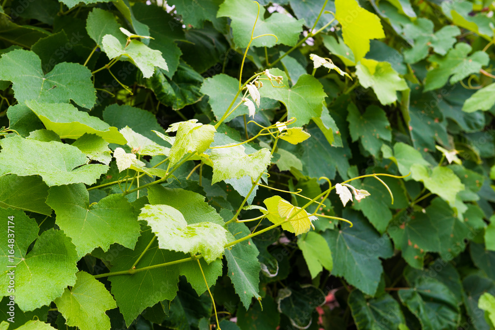 leaves of a vine leaves of a vine
