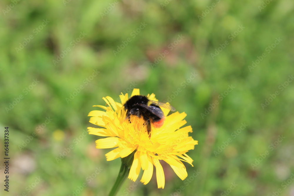 Steinhummel auf einer gelben Blüte Steinhummel auf einer gelben Blüte