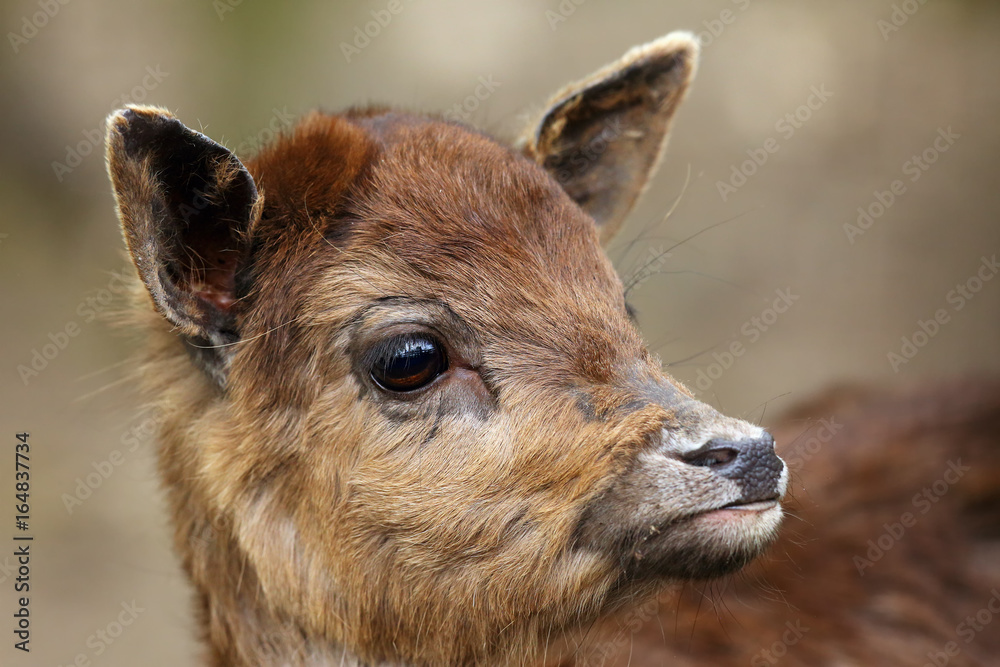Fototapeta premium The sika deer (Cervus nippon) also as the spotted deer or Japanese deer, portrait of the young animal