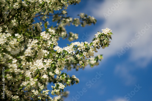 sky and white flowers