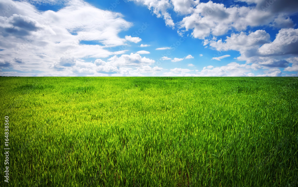 Green grass and blue sky with white clouds Green grass and blue sky with white clouds