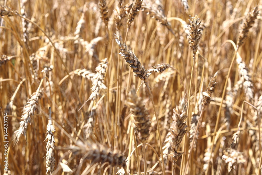 Fototapeta premium Wheat field in summer before harvesting