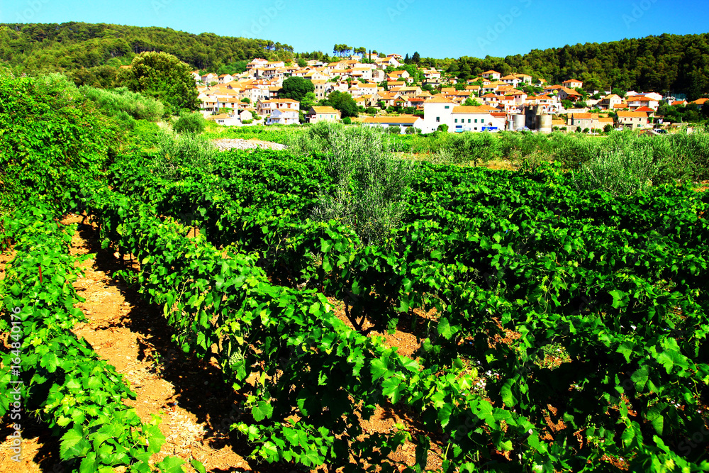 Vineyards on Island Hvar in Croatia, Svirce village in background
