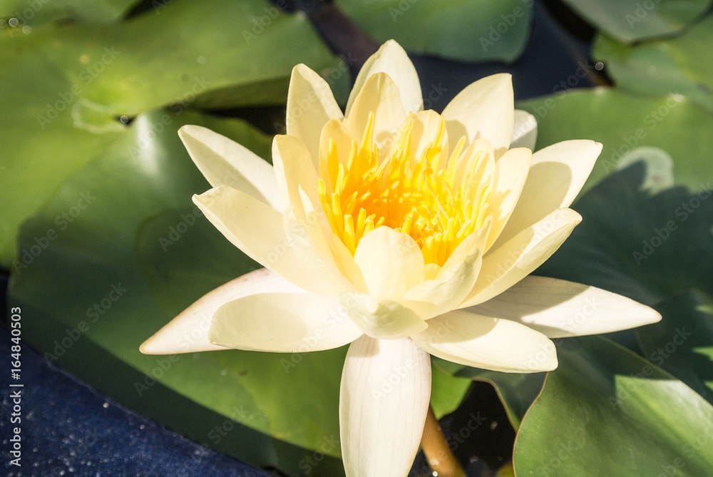 Lotus is a flower that familiar and favorable with Thai people from the past and a flower for Buddhism. Lotus is a flower that familiar and favorable with Thai people from the past and a flower for Buddhism.