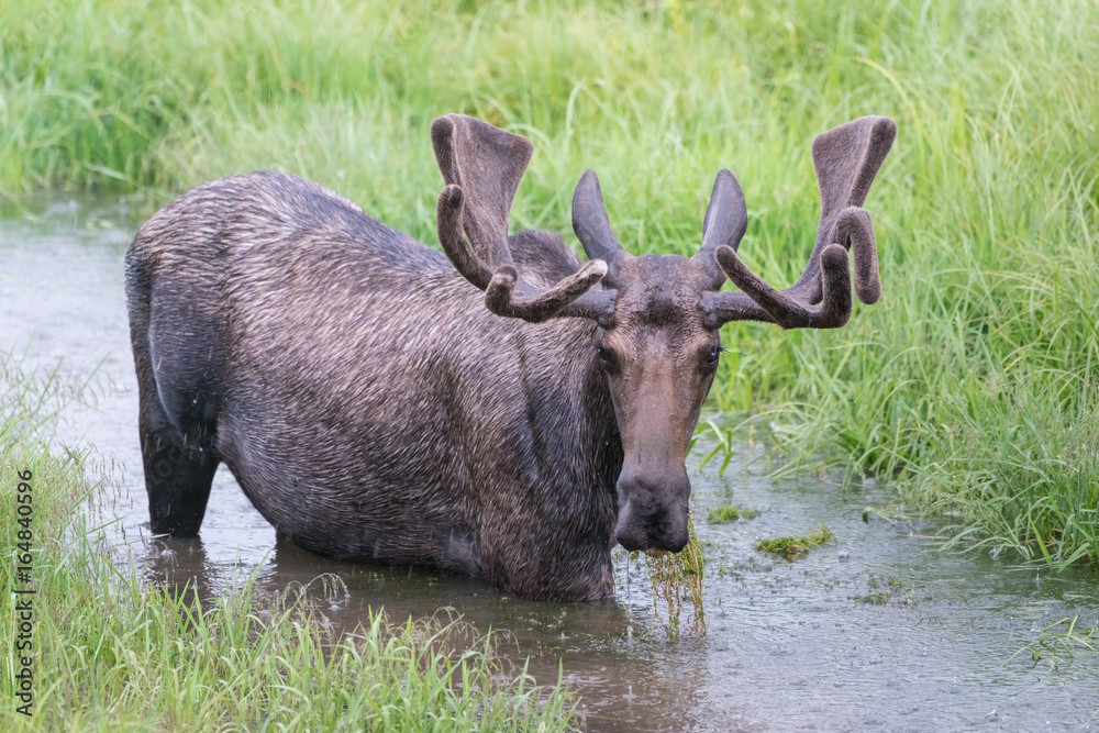 Shiras Moose of The Colorado Rocky Mountains Shiras Moose of The Colorado Rocky Mountains