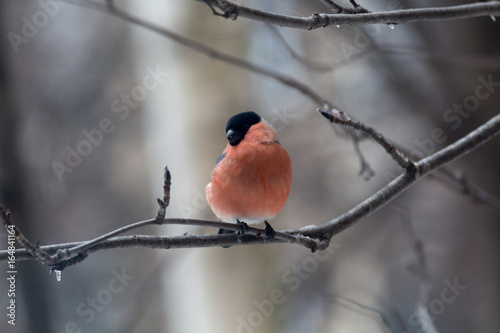 Male bullfinch,  is sitting on the branch