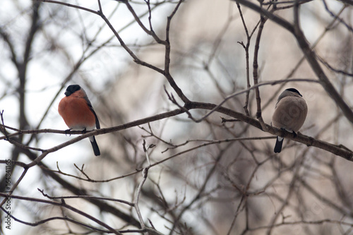 Male and female bullfinchs,  are sitting on the branch
