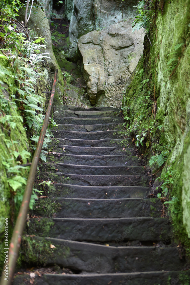 Fototapeta premium Wandertreppe im Kirnitzschtal