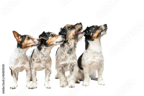 4 lustige Hunde - Jack Russell Terrier - alle tricolor