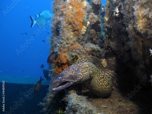Moray eel on Tug Boat Rozi - Cirkewwa Dive Site - Malta