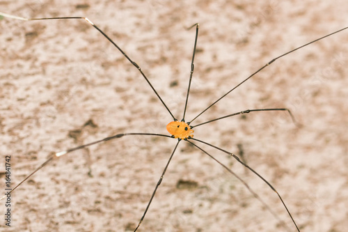 Close Up Of A Longed Cellar Spider