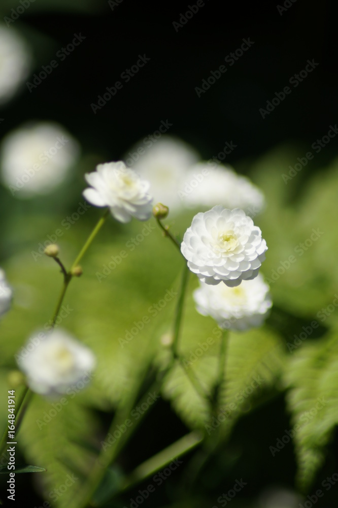 Schleierkrat,Blüte, Weiss, Rosette, Rose Schleierkrat,Blüte, Weiss, Rosette, Rose