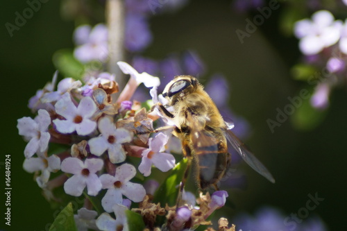 Schwebfliegen Biene, Pollen, Nektar, Blüten