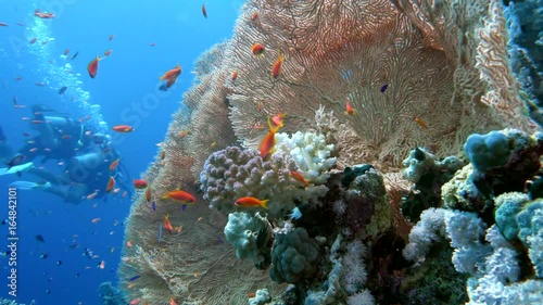 The view of a diver exploring a colorful reef, Red sea, Egypt photo