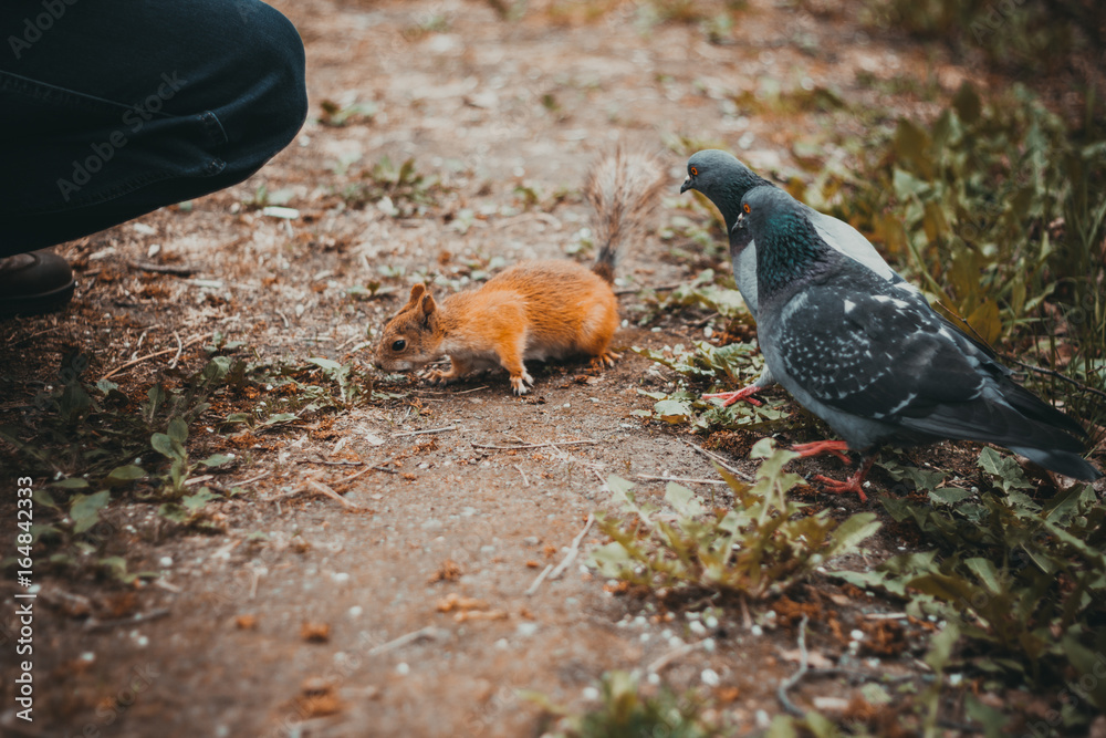 Obraz premium animals