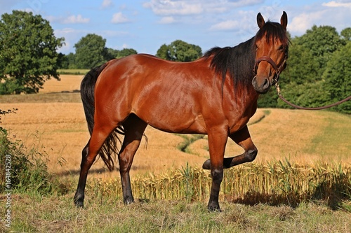 quarter horse in der natur