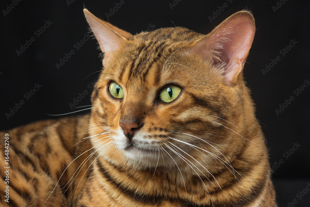 The gold Bengal Cat on black background