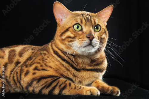 The gold Bengal Cat on black background © master1305
