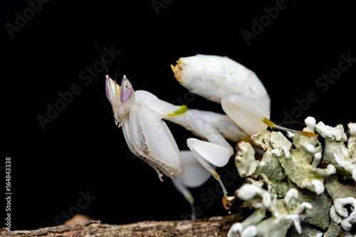 Fototapeta Naklejka Na Ścianę i Meble -  Orchid mantis (hymenopus coronatus)
